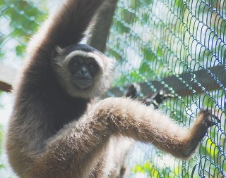 photo gibbon