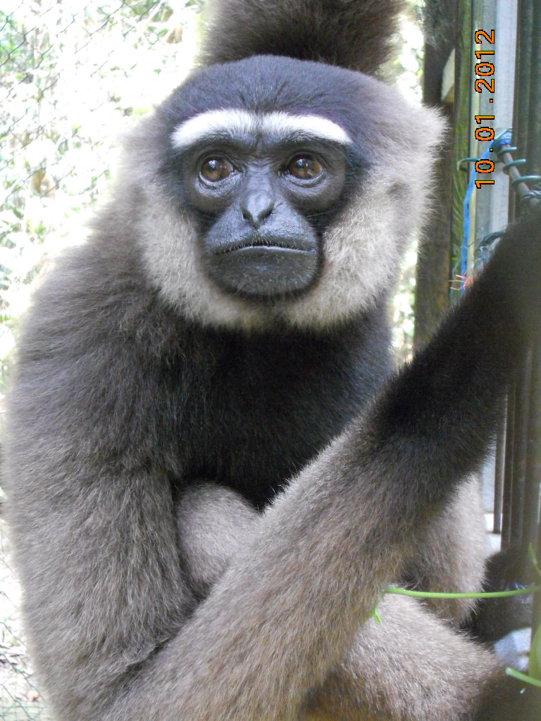 photo gibbon